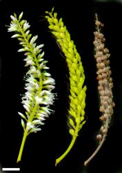 Veronica flavida. Inflorescence (left) and infructescences (centre & right). Scale = 10 mm.
 Image: W.M. Malcolm © Te Papa CC-BY-NC 3.0 NZ